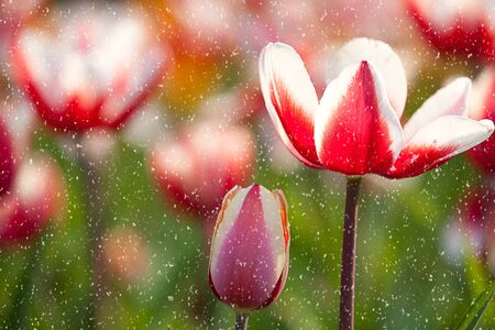 tulip for background useの写真素材