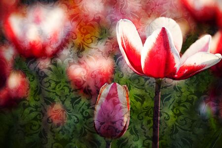 Tulip for background useの写真素材