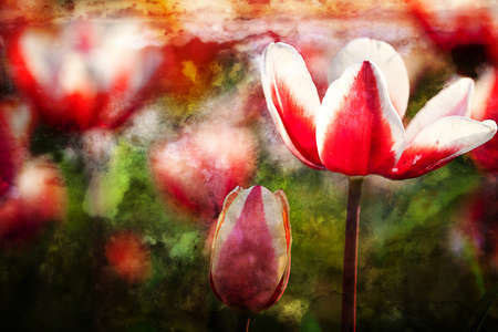 Tulip for background useの写真素材