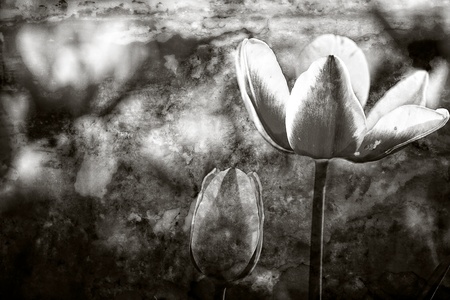Painter style Tulip for background useの写真素材
