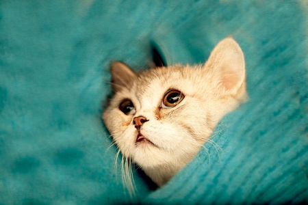 Scottish Fold cat looks at somewhere の写真素材