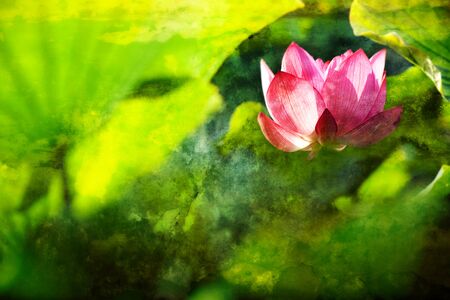 Beautiful Lotus の写真素材