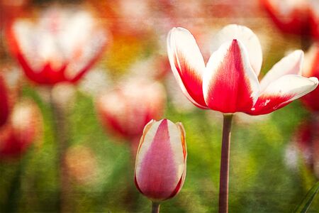 Tulip for background use の写真素材