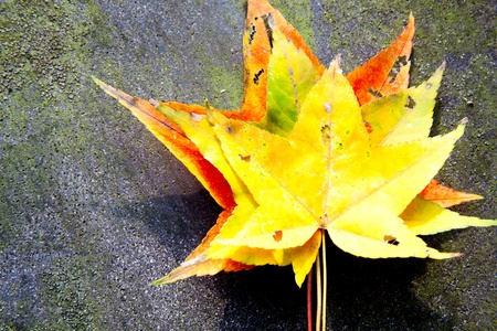 Red maple leaves, golden autumn の写真素材
