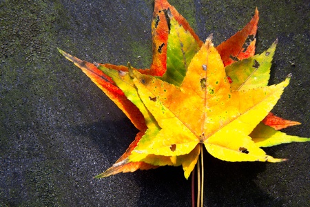 Red maple leaves, golden autumn の写真素材