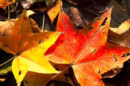 Red maple leaves, golden autumn の写真素材