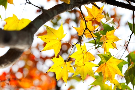 Red maple leaves, golden autumn の写真素材