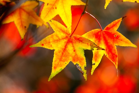 Red maple leaves, golden autumn の写真素材