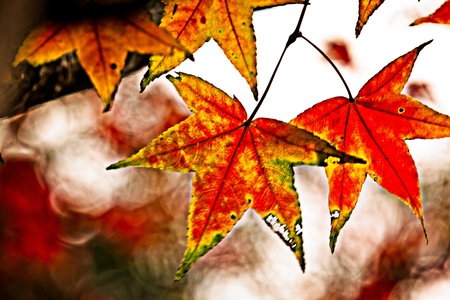 Red maple leaves, golden autumn の写真素材