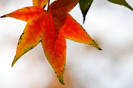 Red maple leaves, golden autumn の写真素材
