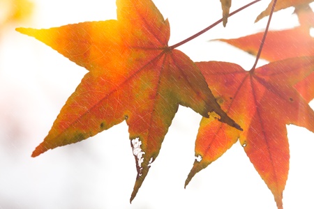 Red maple leaves, golden autumn の写真素材