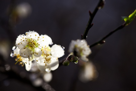 Spring background with plum flowersの写真素材