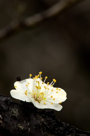 Spring background with plum flowersの写真素材