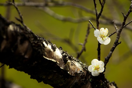 Spring background with plum flowersの写真素材