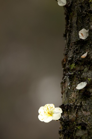 Spring background with plum flowersの写真素材