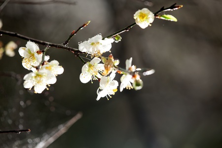Spring background with plum flowersの写真素材