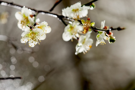 Spring background with plum flowersの写真素材