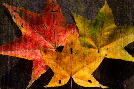 Picture style red maple leaves, golden autumn の写真素材