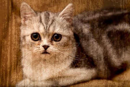 Scottish Fold cat looks at somewhere の写真素材