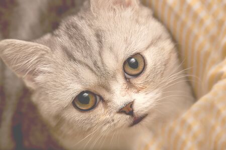 Scottish Fold cat looks at somewhere の写真素材