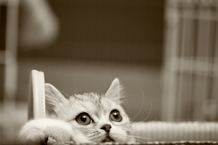 Scottish Fold cat looks at somewhere の写真素材