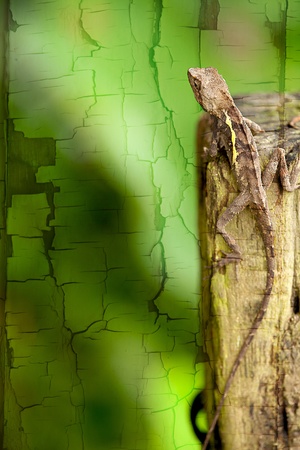 Lizard in green nature or in park or in the garden の写真素材