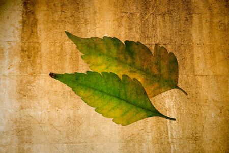 Green leaf with yellow stem の写真素材