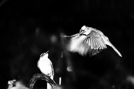 Mother Pomatorhinus ruficollis feeding her babies worms の写真素材