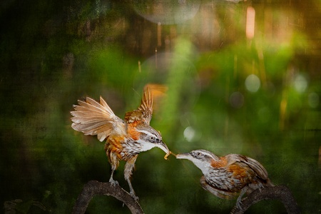 Mother Pomatorhinus ruficollis feeding her babies worms の写真素材