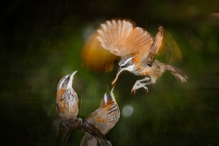 Mother Pomatorhinus ruficollis feeding her babies worms の写真素材