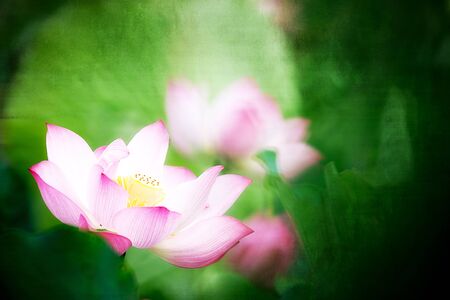 Beautiful Lotus の写真素材