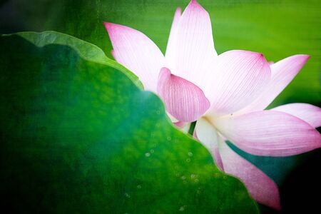 Beautiful Lotus の写真素材