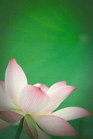 Beautiful Lotus の写真素材