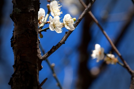 Spring background with plum flowers の写真素材
