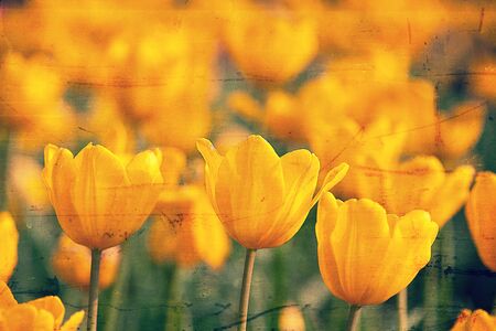 Beautiful spring flowers の写真素材
