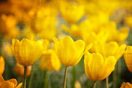 Beautiful spring flowers の写真素材