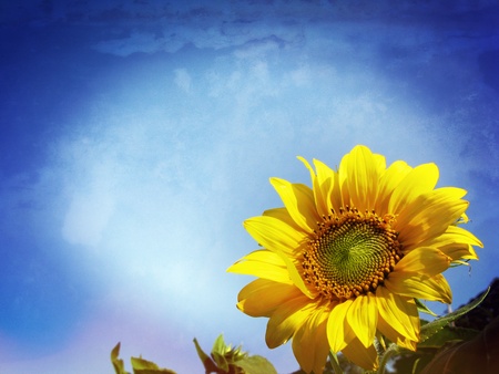 Close-up of sun flowerの写真素材