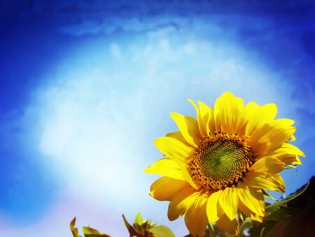 Close-up of sun flowerの写真素材
