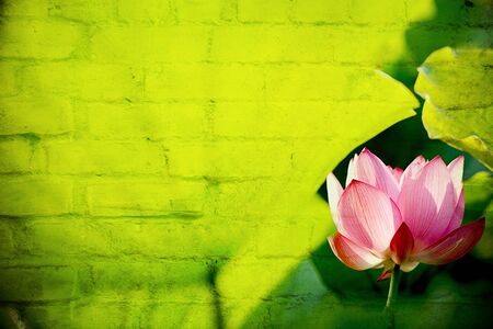 Beautiful Lotus for background use の写真素材