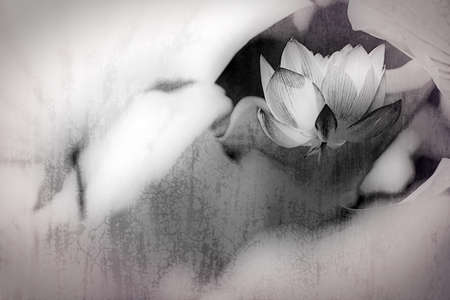 Beautiful Lotus for background use の写真素材