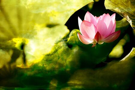 Beautiful Lotus for background use の写真素材