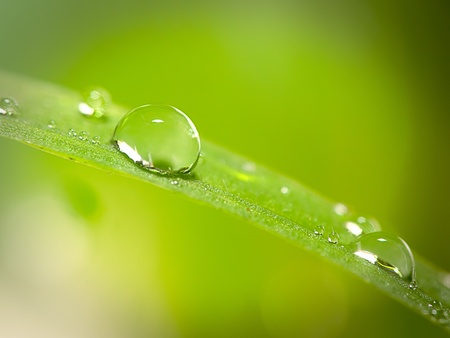 water drops on the green grass の写真素材