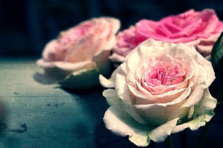 Rose for background or texture useの写真素材