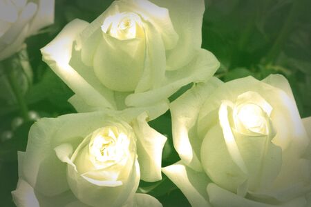 Rose for background or texture useの写真素材