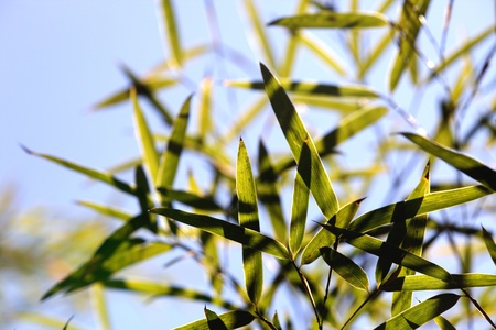 Bamboo for background or textureの写真素材