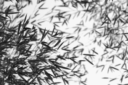 Bamboo for background or textureの写真素材