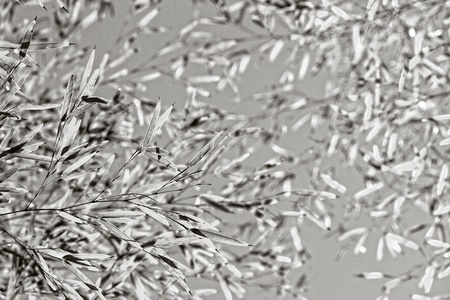 Bamboo for background or textureの写真素材