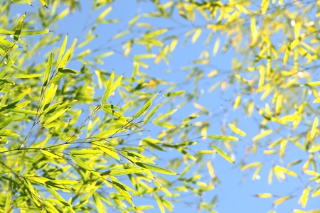Bamboo for background or textureの写真素材