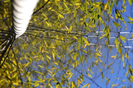 Bamboo for background or textureの写真素材