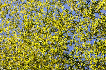 Bamboo for background or textureの写真素材